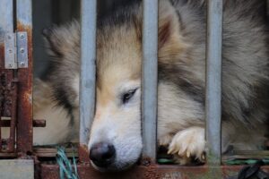 Eco-Friendly Kennels Sustainable Materials for Your Pet