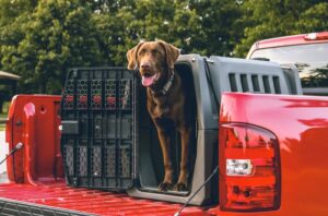 Kennels and Canine Behavior What Every Owner Should Know