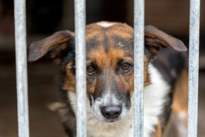Safe and Sound Creating a Stress-Free Kennel Environment