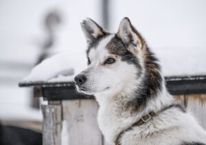 The Importance of Kennels for Dog Training and Behavior